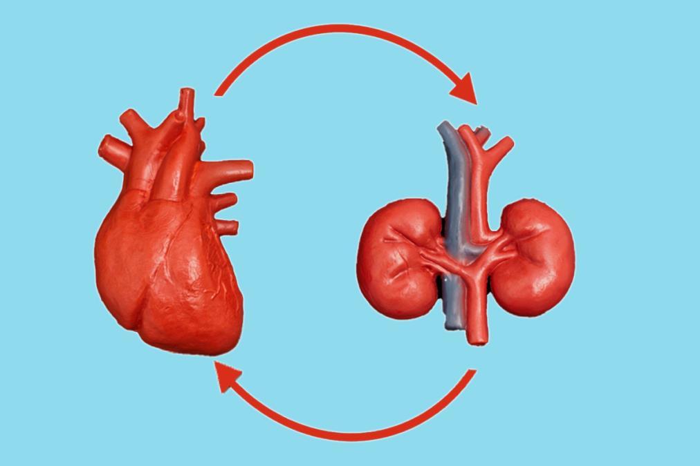 Kardiyovasküler-Böbrek-Metabolik (CKM) Sendromu: 2026 Kılavuzunda Yeni Yaklaşım